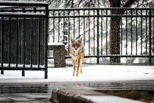 雪地中站立的孤独狗狗