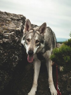 岩石边的帅气狼犬