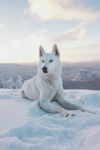 雪地中的白色犬类