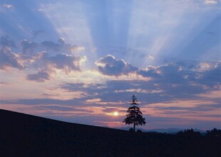 夕阳下孤树与绚丽霞光