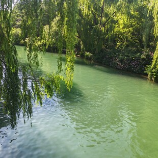 大明湖 河畔垂柳 绿水悠悠