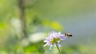 蜜蜂采蜜于紫色小花