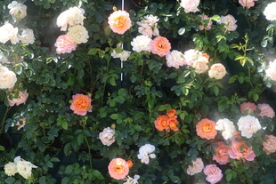 月季花墙