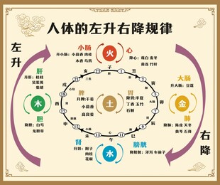 人体左升右降规律示意图