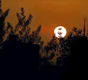 夕阳下树林