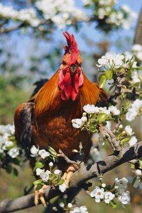 公鸡立于繁花枝头