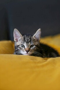 小猫咪惬意躺卧黄垫子上