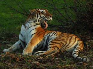 卧于草地的斑斓猛虎