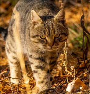 秋日漫步的斑纹猫咪