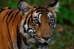 丛林中的斑斓猛虎