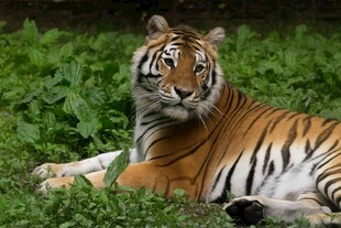 卧于草丛中的斑斓猛虎
