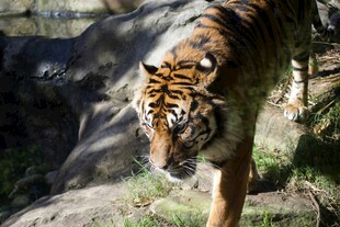 漫步的斑斓猛虎