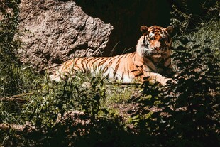 丛林中的猛虎