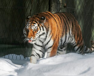 雪地中行走的斑斓猛虎