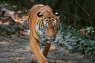 森林中行走的斑斓猛虎