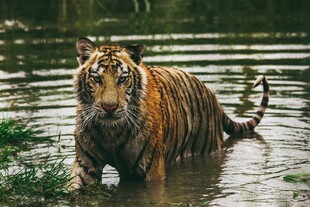 水中的威猛老虎