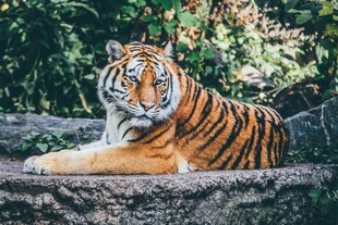 石上休憩的斑斓猛虎
