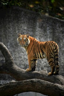 岩石上的斑斓猛虎