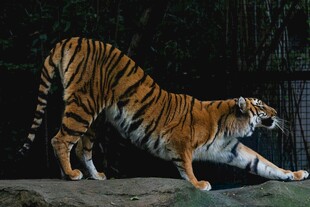 猛虎伸展身姿