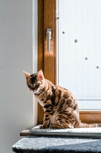 窗边可爱花纹猫咪