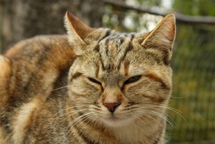 眯眼的斑纹猫咪
