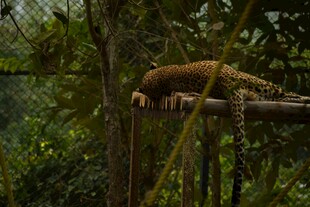 树上休憩的豹猫