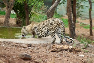 猎豹于水边低头饮水