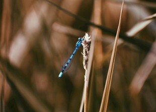 蓝蜻蜓栖息于芦苇之上