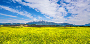 广袤绿野与蓝天白云美景