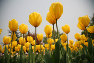 金黄郁金香花海绽放