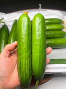 黄瓜