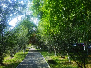 林间幽静小路