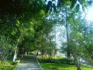 林间清幽小径