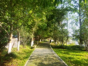林间小径绿意盎然的风景