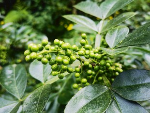 嫩绿花椒果