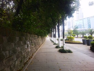 城市林荫小道景观
