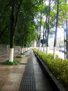 林荫步道城市静谧一隅