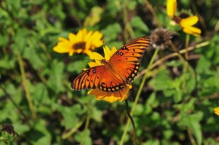 橙蝶停驻黄花间