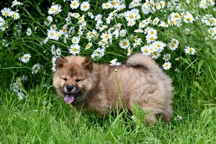 草地上的可爱小松狮犬