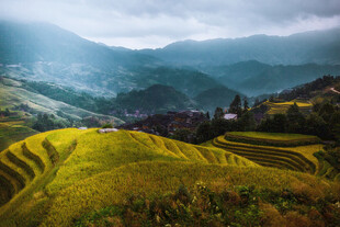 金黄梯田与远山云雾美景