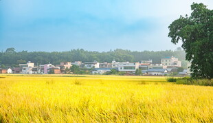 金黄稻田旁的村落风光