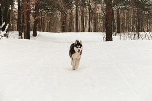 雪地中奔跑的哈士奇