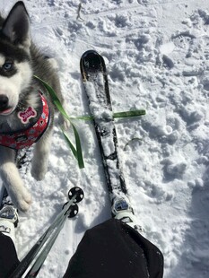 雪地中的哈士奇与滑雪装备