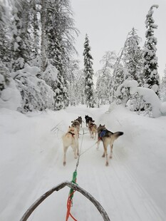 雪地中奔跑的哈士奇犬队