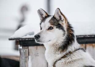 雪地中的帅气哈士奇
