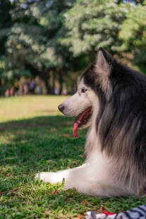 草地休憩的俊美阿拉斯加犬