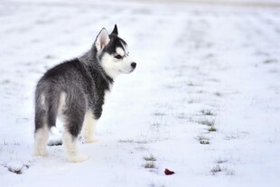 雪地中的可爱哈士奇幼犬