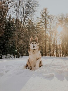 雪地中坐着的帅气哈士奇