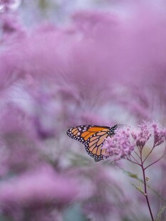蝶舞繁花间