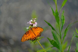 橙蝶停驻于绿植花朵间